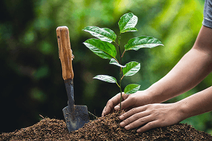 Climate action program